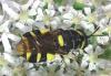 Stratiomys potamida